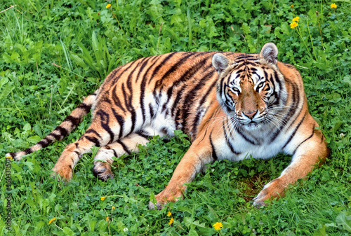 bengal tiger lying on the grass