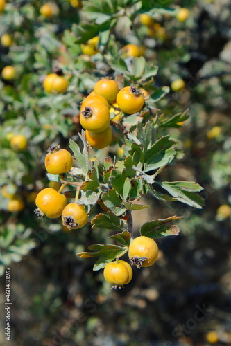 hawthorn berries on the branch