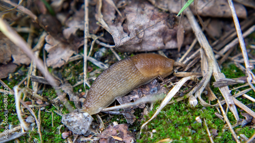 many slugs caught in the garden