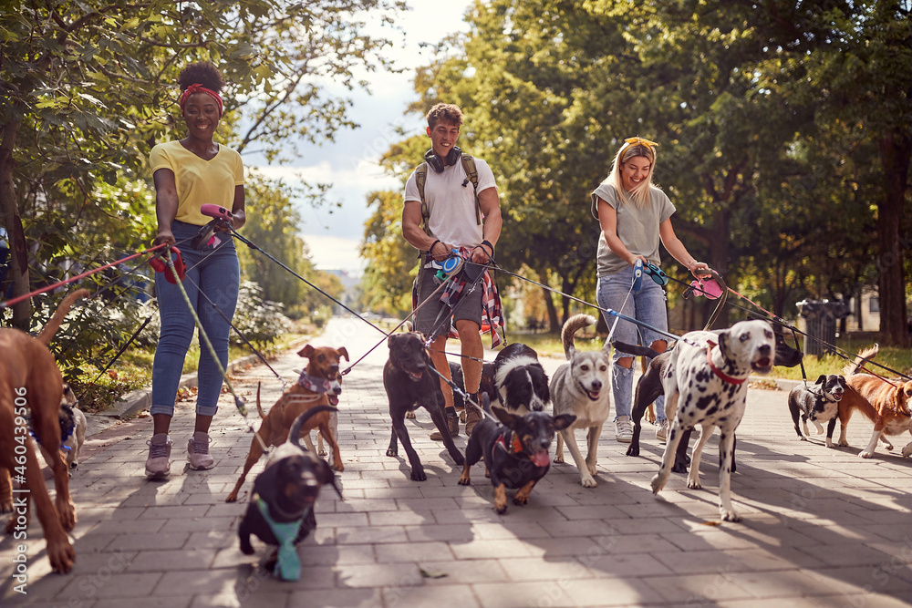 Dog walking on leash with three professional dog walker - obrazy, fototapety, plakaty 