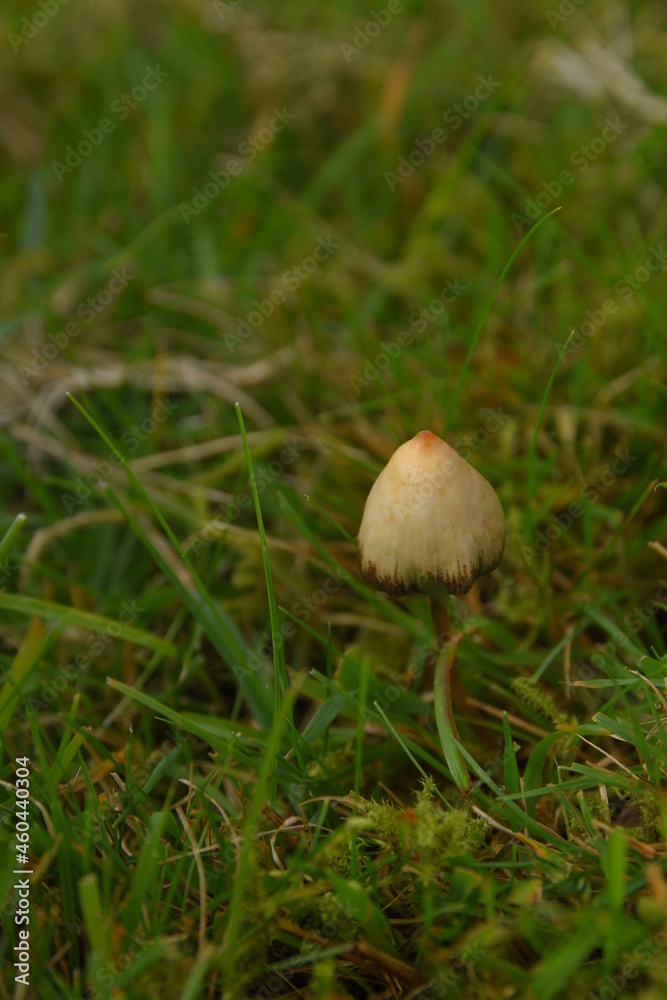 liberty caps also known as magic mushrooms growing in the wild liberty caps also known as magic mushrooms growing in the wild
