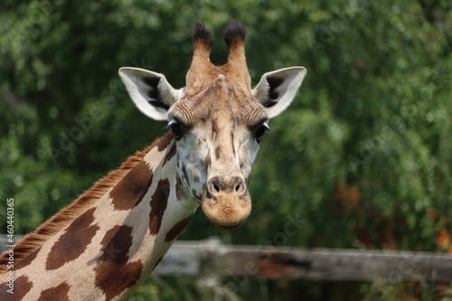 beautiful high giraffe spots wild long neck fast horns © Malomalot