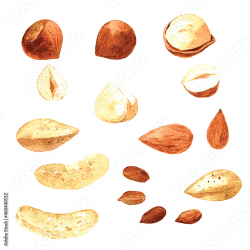 Set of nuts: Almonds, peanuts, hazelnuts, cashews. Hand drawn watercolor illustration isolated on white background. Vector