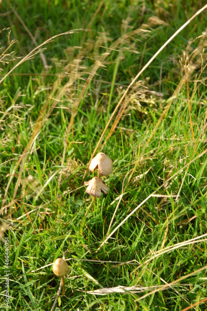 liberty caps also known as magic mushrooms growing in the wild liberty caps also known as magic mushrooms growing in the wild