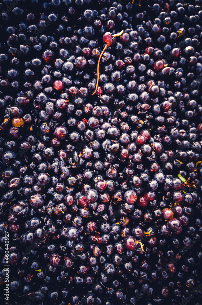 Saison des vendanges dans le vignoble bordelais Saison des vendanges dans le vignoble bordelais