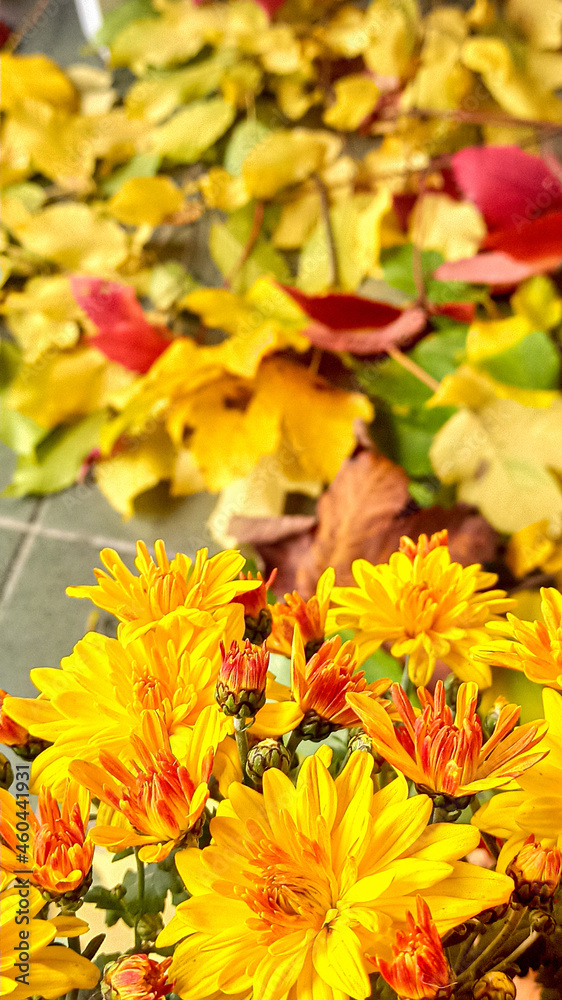 yellow flowers in the garden yellow flowers in the garden