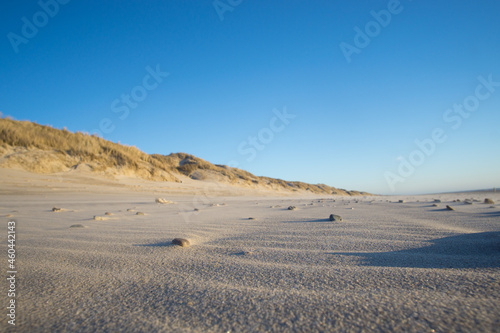 beautiful dunes on the north sea in denmark