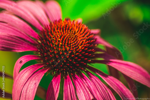 close up of a pink flower