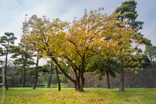 Amazing autumn colours at Kokyo Gaien National Garden in front of Tokyo Imperial Palace with the moat and a fortified stone wall in the background in Tokyo, Japan.