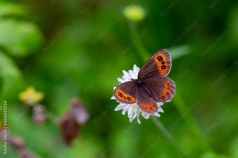 brown butterfly on white flower, Erebia aethiops brown butterfly on white flower, Erebia aethiops