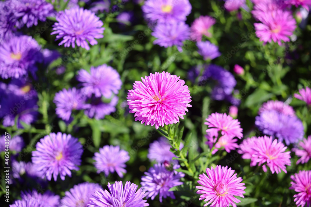 Obraz premium アスター