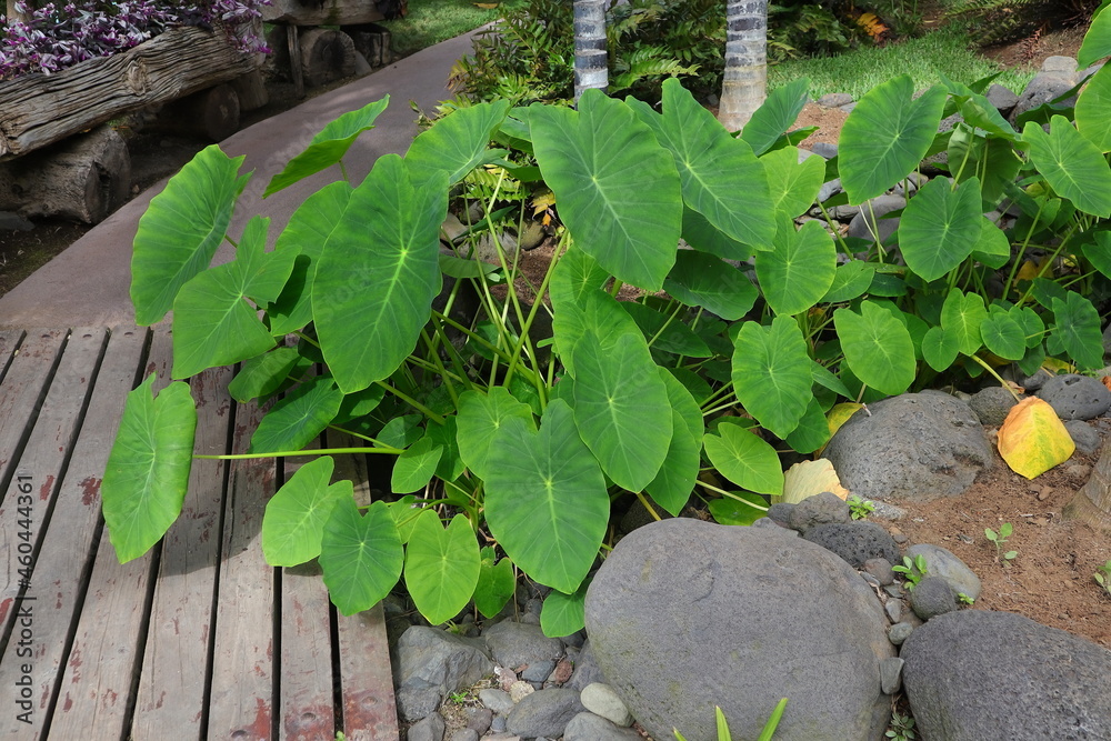 Fototapeta premium Colocasia esculenta, Elefanten Ohr, Blattpflanze, Blätter, Grünpflanzen, Garten, Spanien, La Palma,