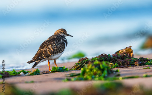 Ruddy Turnstone, Arenaria interpres in habitat