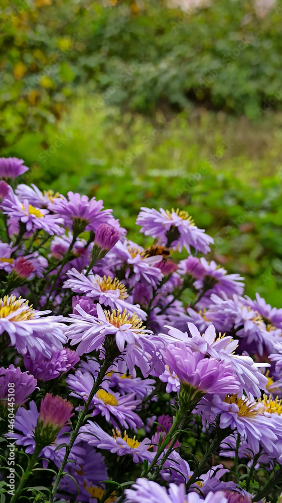 Obraz premium flowers in the garden