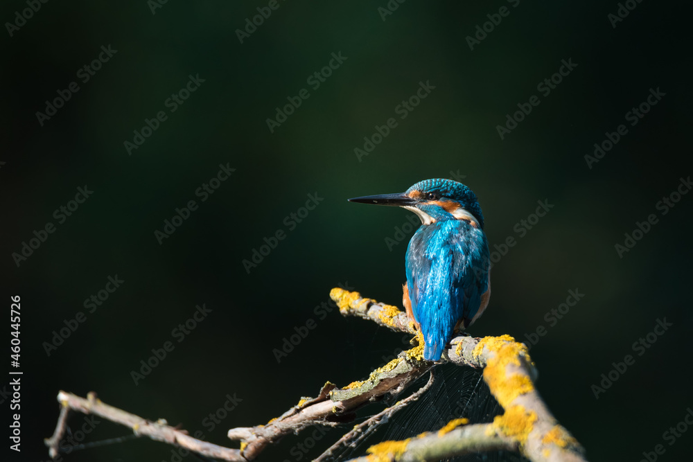 .Bright Common Kingfisher sitting on the branch .Bright Common Kingfisher sitting on the branch