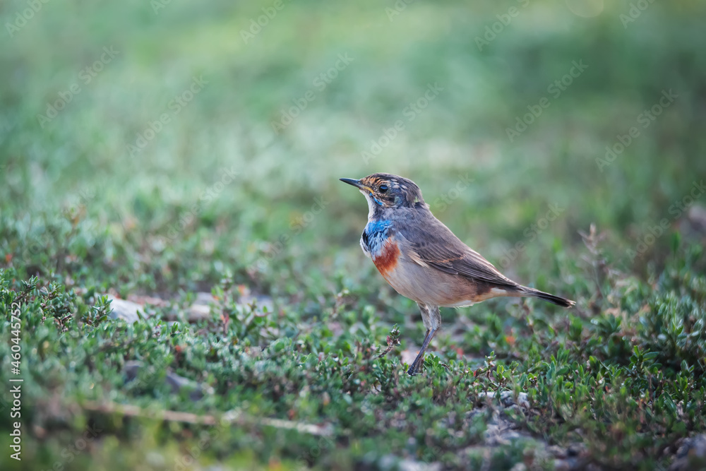 Beautiful bluethroat bird sits in the grass Beautiful bluethroat bird sits in the grass