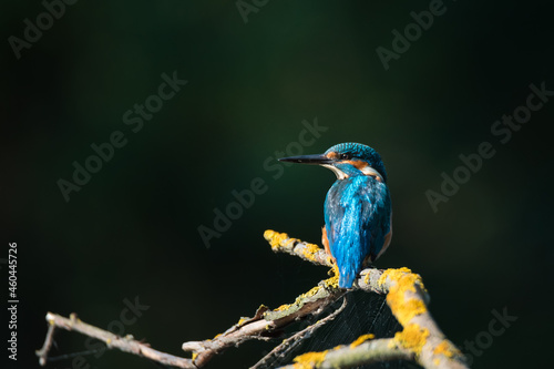 .Bright Common Kingfisher sitting on the branch