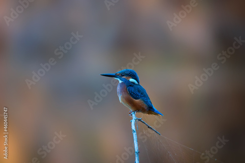 .Bright Common Kingfisher sitting on the branch