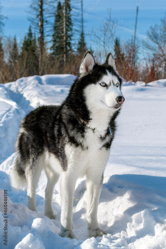 Siberian Husky dog black and white colour with blue eyes in winter sunny forest. Husky blue eyed beautiful dog