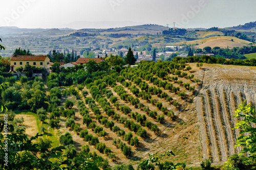 Tuscany landscape with vineyard in Certaldo  Tuscany  Italy.