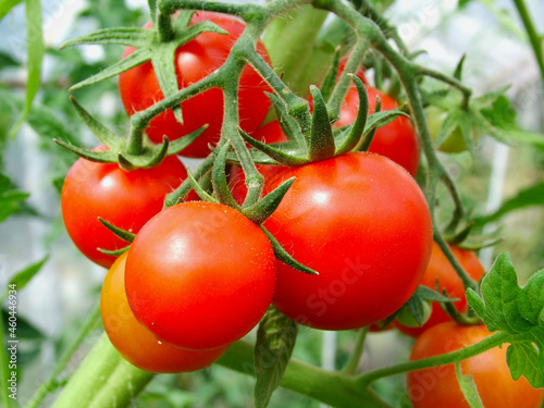 czerwone pomigory na gałązce, ripe fresh tomatoes