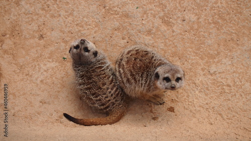 Two African Meerkats look up