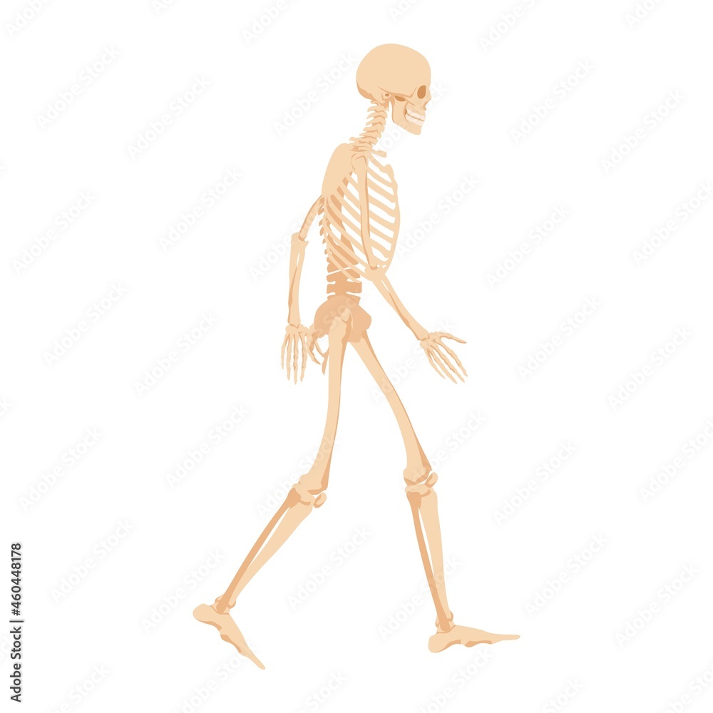 Walking human skeleton. Anatomical structure of the body for study and scientific experiments drawing of working vector bones.