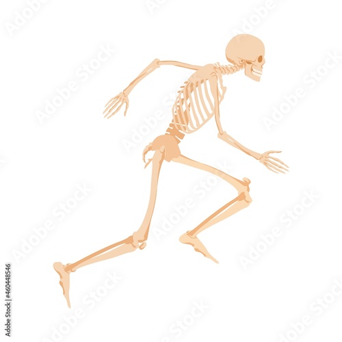 Running human skeleton. Anatomical model of bones rapidly rushing towards target traced pelvic and abutment bones for vector scientific study.