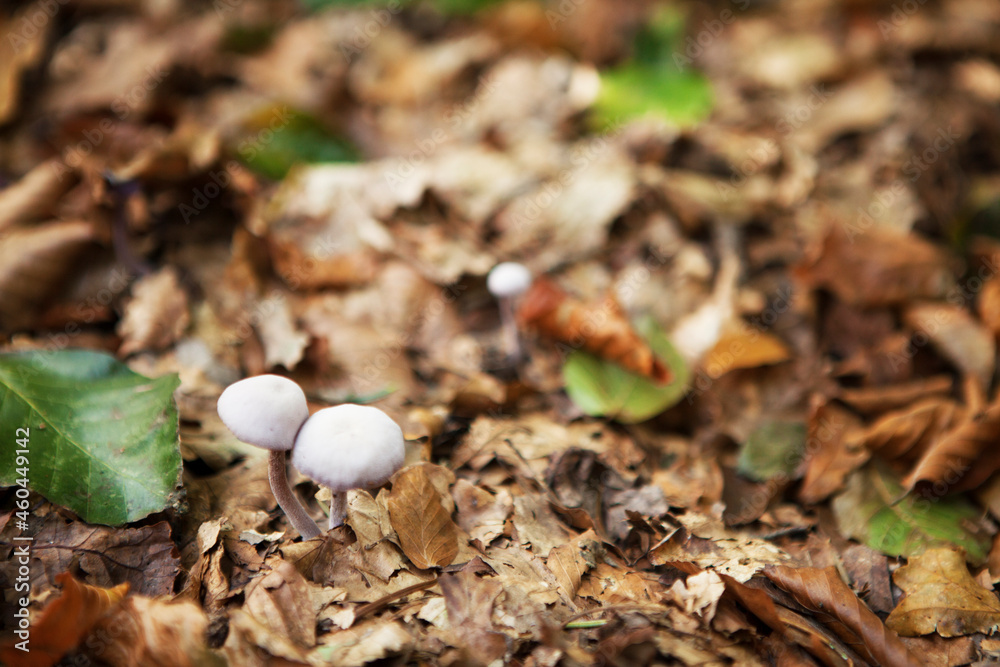 white mushrooms in the forest white mushrooms in the forest