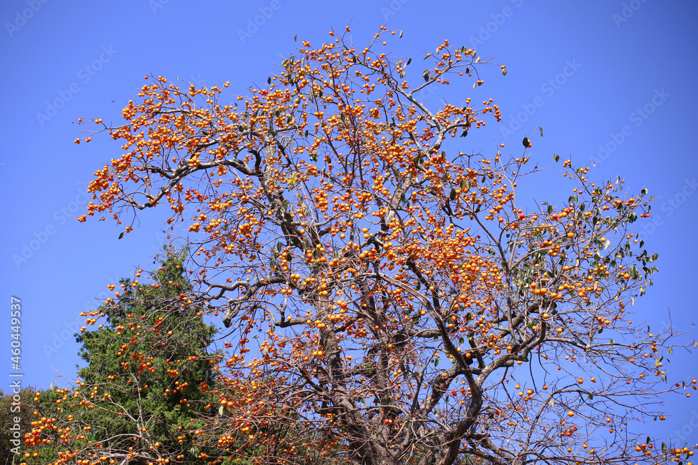 Fototapeta premium 柿の木