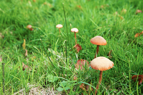 row of mushrooms in the grass