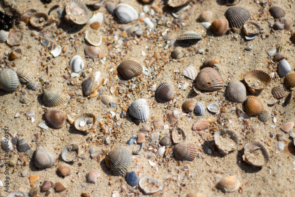 seashells on the beach sand texture background