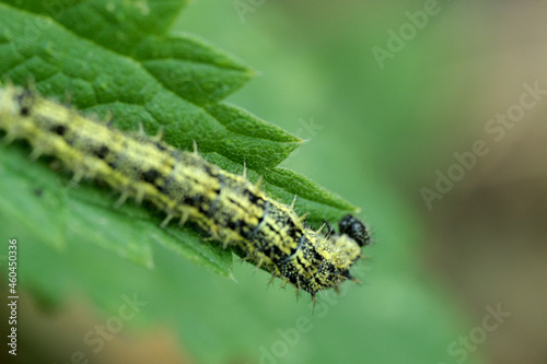 The caterpillar is sitting on the grass. © Иван 