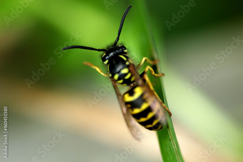 Wasp on the grass close-up. © Иван 