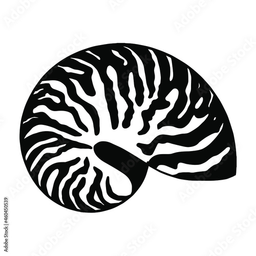 Seashell. Graphic image of a shell. One object.  Black and white hand-drawn drawing. 