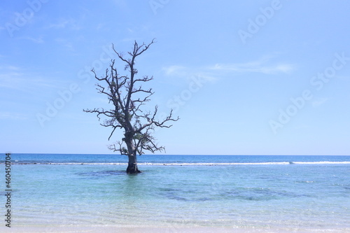 Fototapeta Naklejka Na Ścianę i Meble -  Lonely Tree in Seashore
