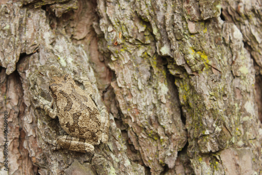 Gray Tree Frog Hyla chrysoscelis on pine tree in Eastern Texas Gray Tree Frog Hyla chrysoscelis on pine tree in Eastern Texas