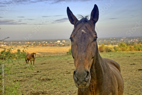Ein Pferd mit Hintergrund