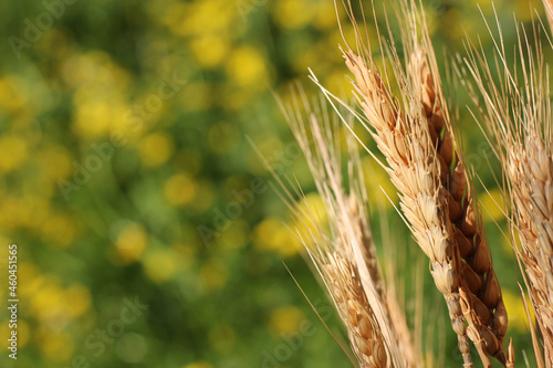 Dry Wheat Stalks With Blurred Yellow Canola Field in Background
