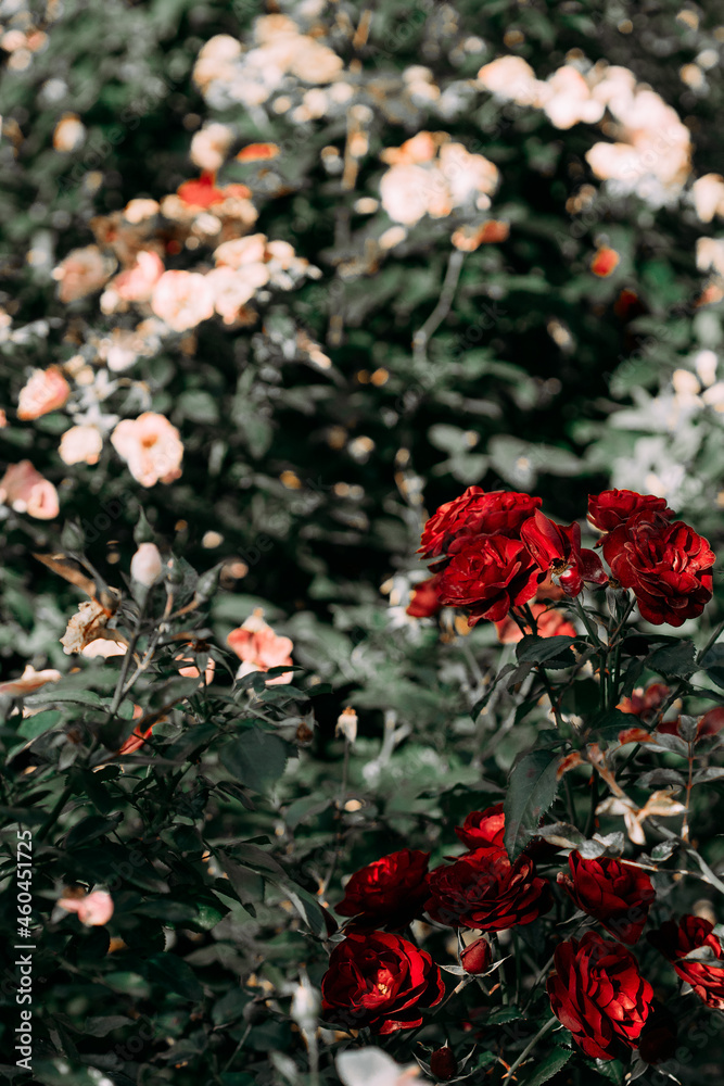red roses in the garden red roses in the garden