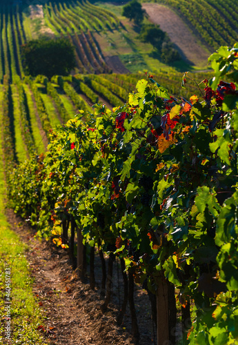 winw, vinyeard, South Moravia, landscape photo