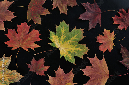 autumn maple leaf background