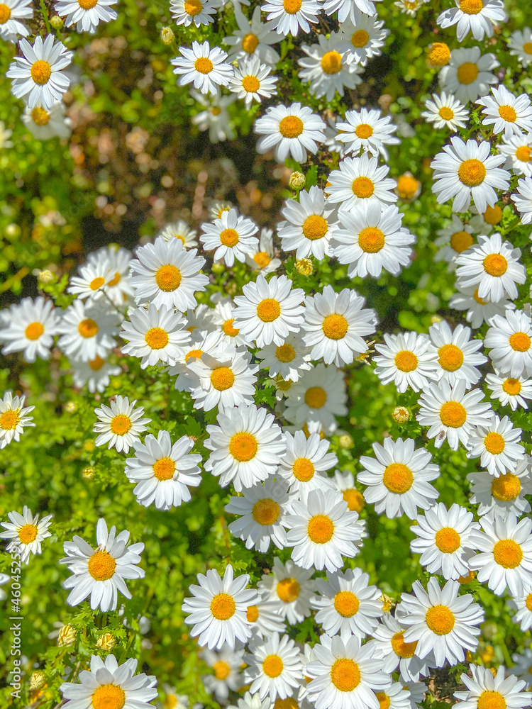 Macro details of white Daisy flower in spring garden Macro details of white Daisy flower in spring garden