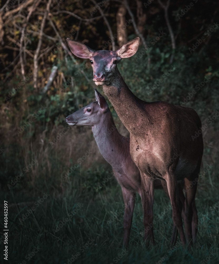 Fototapeta premium deer in the forest