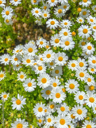 Macro details of white Daisy flower in spring garden