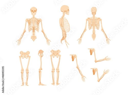 Parts of human skeleton. Upper part with skull rib cage and arms turned in profile from front and side legs with hip joint and vector arms.