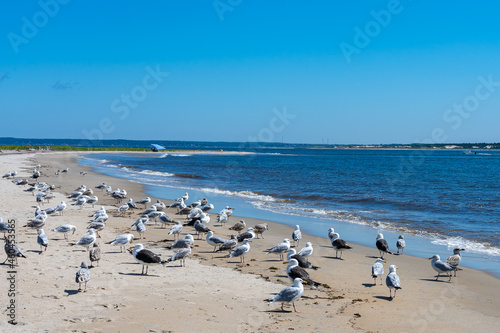 A flock of seagulls on the beach at the northeastern tip of Plum Island in the National Wildlife Refuge. Massachusetts, USA