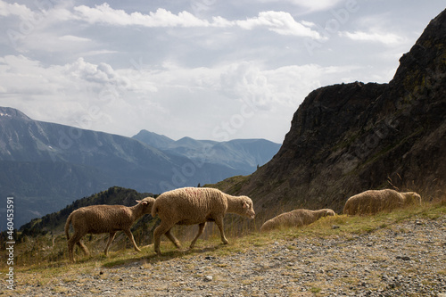 Troupeau de mouton transhumant dans les alpes    la recherche de p  turage