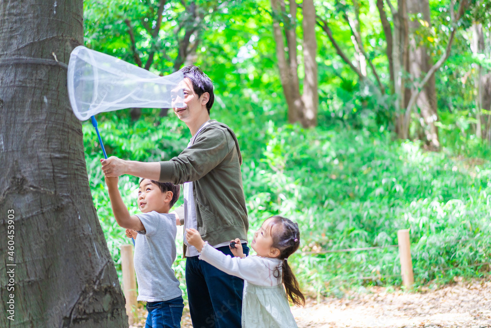 Fototapeta premium 虫採りをするお父さんと子どもたち
