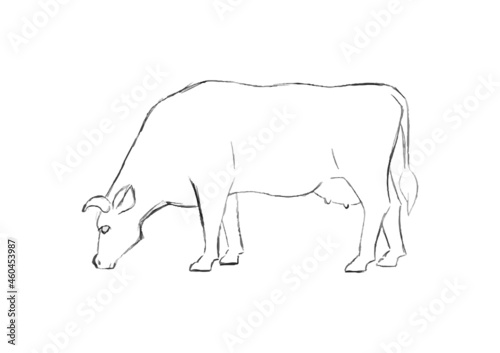 Farm animal. Cow sketch. Hand drawn. Black and white vector illustration isolated on white background.